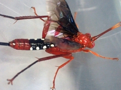 Lissopimpla excelsa