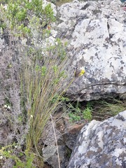 Bobartia orientalis