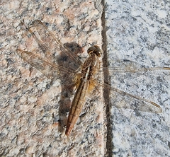 Crocothemis