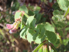 Aspalathus perfoliata