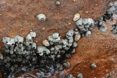 Hexanauplia
