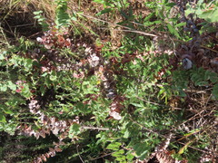 Aspalathus perfoliata