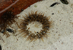 Actiniidae