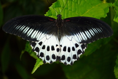 Papilio polymnestor