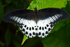 Papilio polymnestor