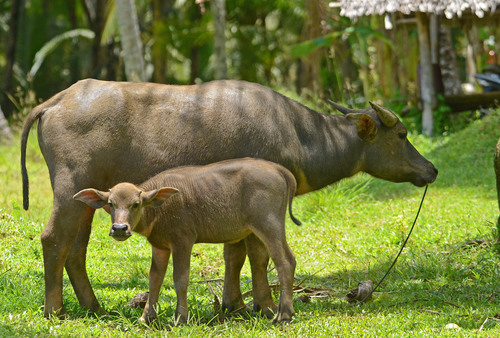 Domestic Water Buffalo