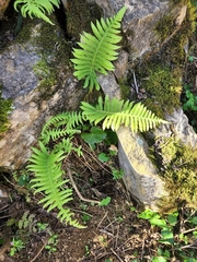 Thelypteridaceae