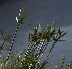 Cyperus textilis
