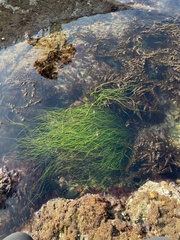 Phyllospadix torreyi