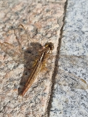 Crocothemis