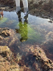 Phyllospadix torreyi