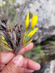 Bobartia orientalis