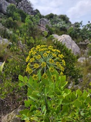 Notobubon galbanum