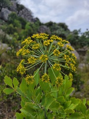 Notobubon galbanum