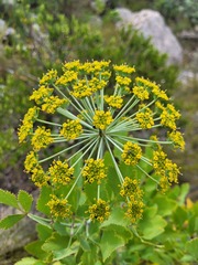 Notobubon galbanum