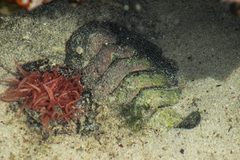 Polyplacophora