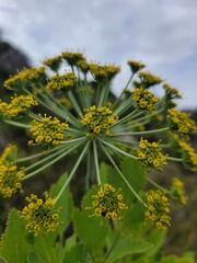 Notobubon galbanum