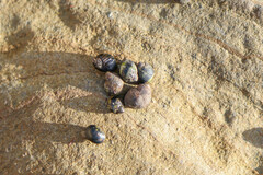 Littorina subrotundata