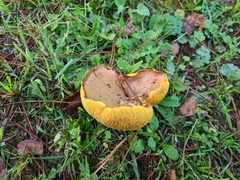 Suillus collinitus