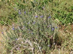 Lobostemon argenteus