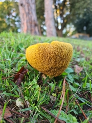 Suillus collinitus