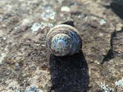 Lunella undulata
