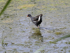 Gallinula chloropus meridionalis