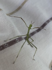 Phasmatinae