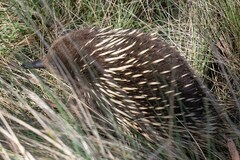 Tachyglossus aculeatus setosus