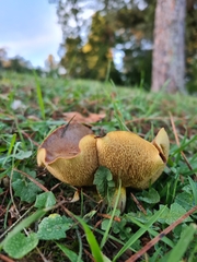 Suillus collinitus