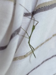 Phasmatinae