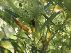 Searsia angustifolia