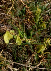 Tetragonia fruticosa