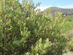 Searsia angustifolia