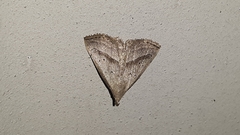 Macrochilo hypocritalis