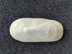 Scutus antipodes