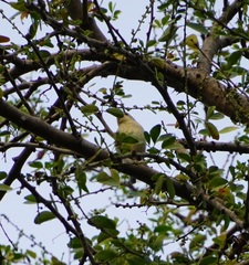 Dicaeum erythrorhynchos