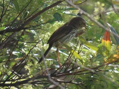 Prinia maculosa maculosa