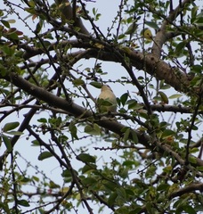 Dicaeum erythrorhynchos