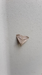 Macrochilo hypocritalis