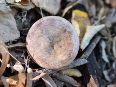 Lactarius violascens
