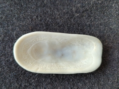 Scutus antipodes