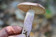 Lactarius violascens