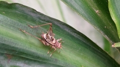 Svistella bifasciata
