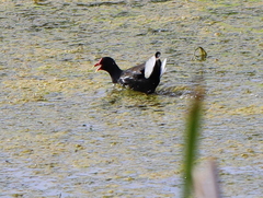 Gallinula chloropus meridionalis