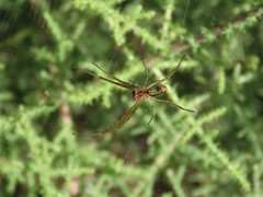 Leucauge festiva