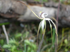 Caladenia venusta