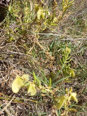 Tetragonia fruticosa