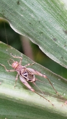 Svistella bifasciata