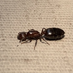 Crematogaster